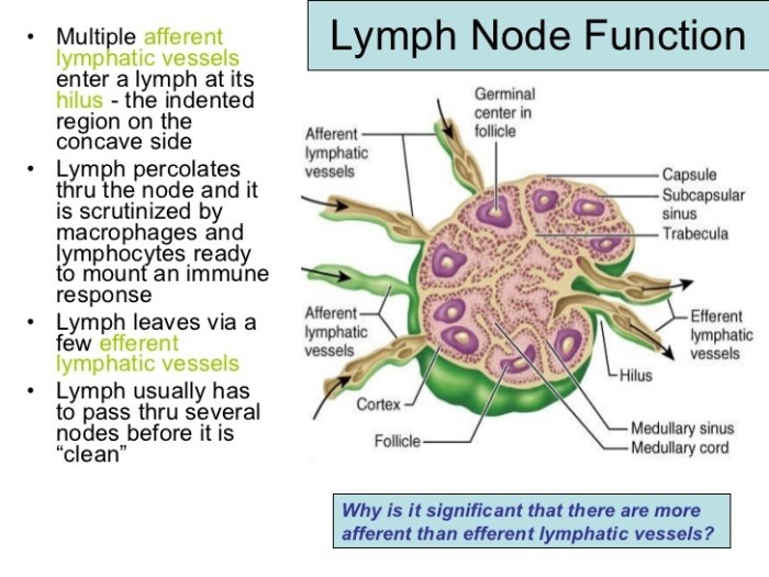 Exercise 35 the lymphatic system and immune response