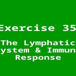 Exercise 35 the lymphatic system and immune response