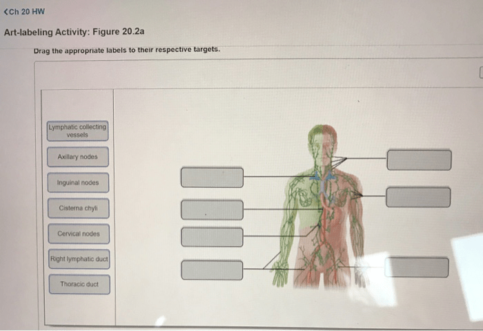 Exercise 35 the lymphatic system and immune response